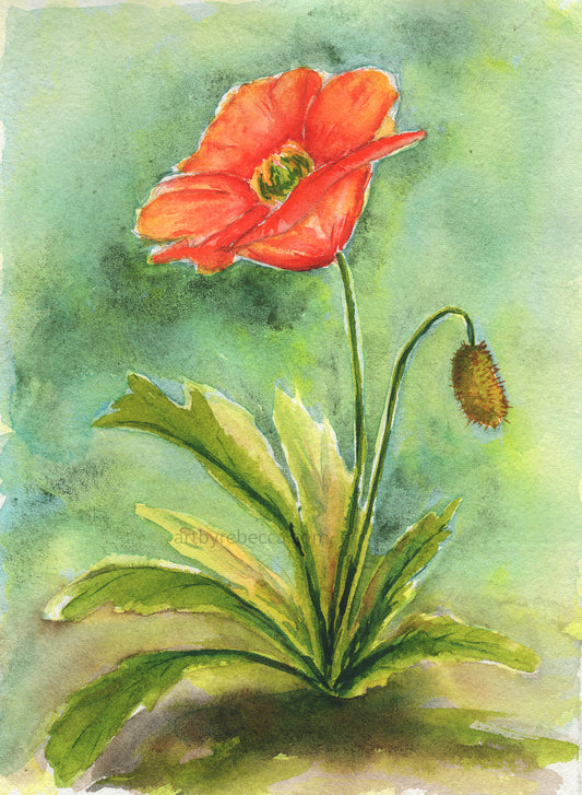 Watercolor painting of a red poppy flower with green leaves on a light green background.