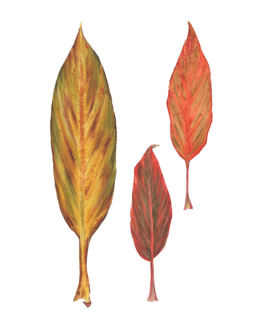 Three decorative Hawai'i ti leaves with red and yellow patterns on a white background