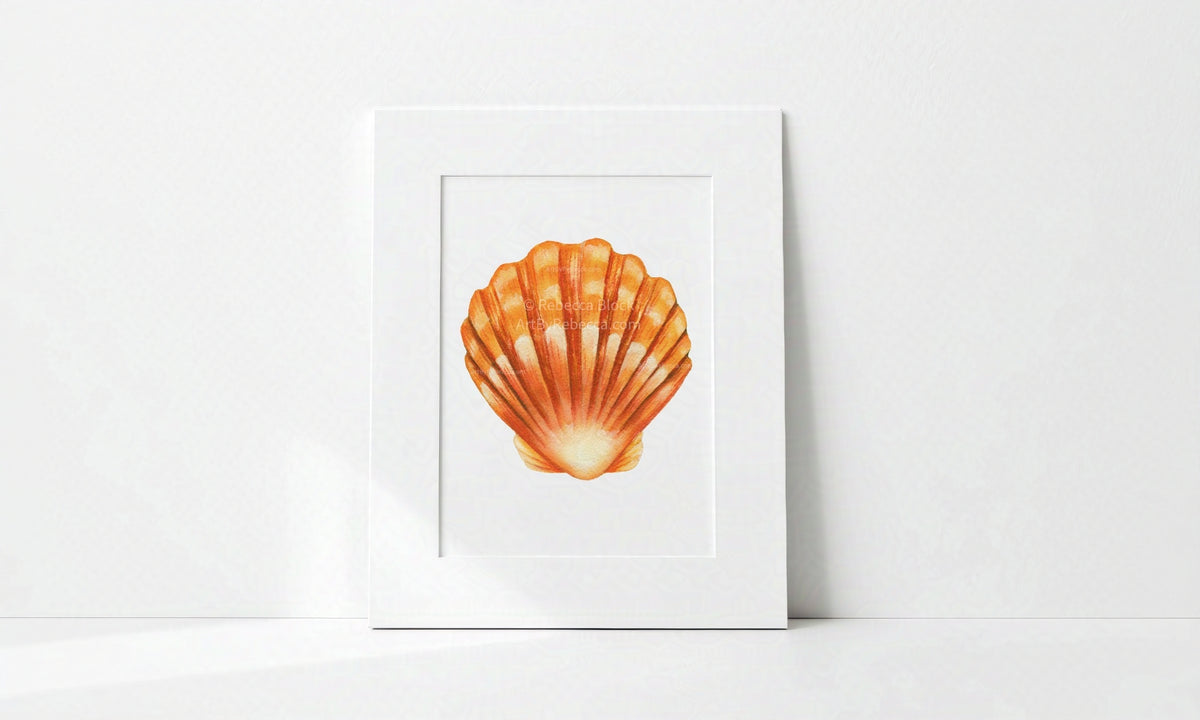 "Sunrise Shell" Art Print - Hawai'i Ocean Seashell