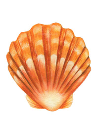 Sunrise Shell