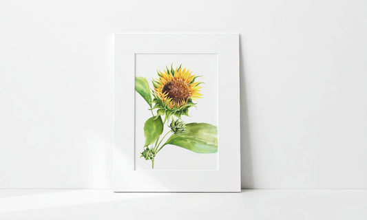 "Sunflower Unfurling" Art Print