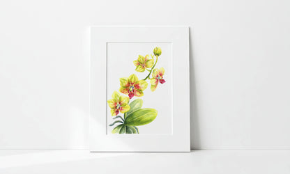 Matted artwork of an orchid floral design on a white background