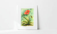 Matted watercolor painting of a red poppy flower with green leaves on a white background