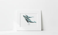 Matted artwork of two humpback whales (mother and calf) on a white background