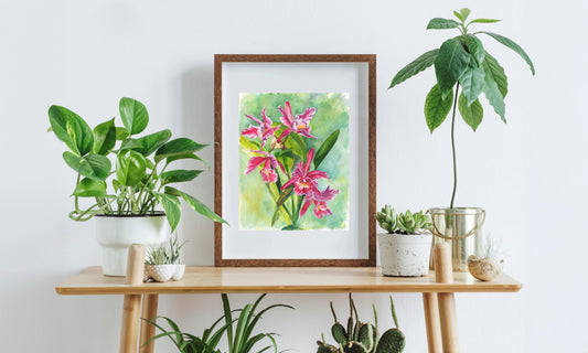 "Fuchsia Cattleyas"