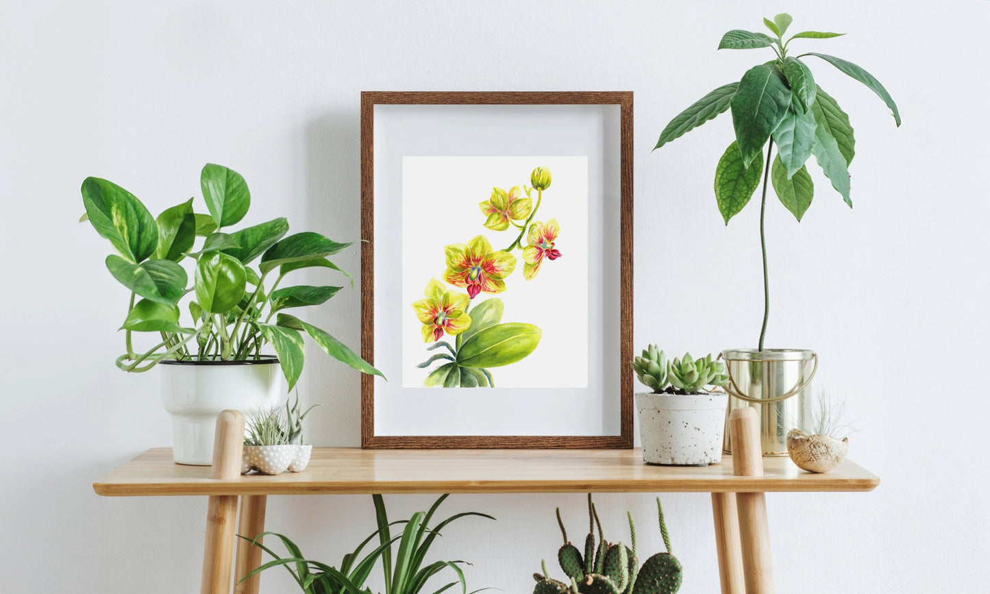 "Yellow and Pink Phaleonopsis Orchid"