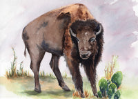 Watercolor painting of a bison in a natural setting with grass and cacti.