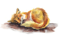 Watercolor painting of a fox lying down on a white background