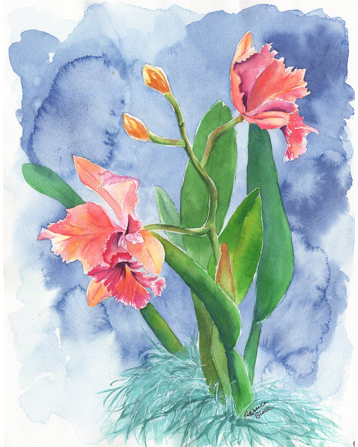"Coral Cattleyas"