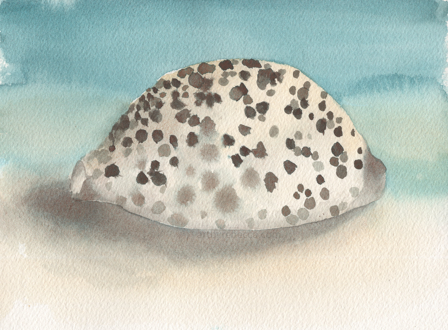 "Cowrie Cache"