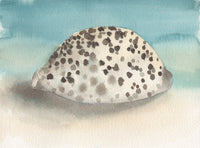 Speckled cowrie shell on a watercolor background