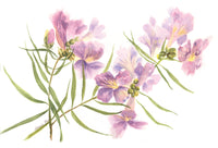Illustration of purple flowers with green leaves on a white background