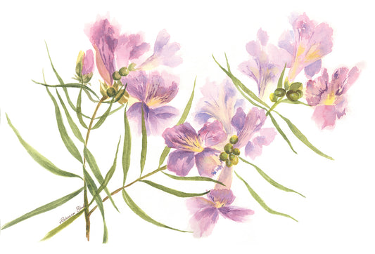 "Desert Willow"