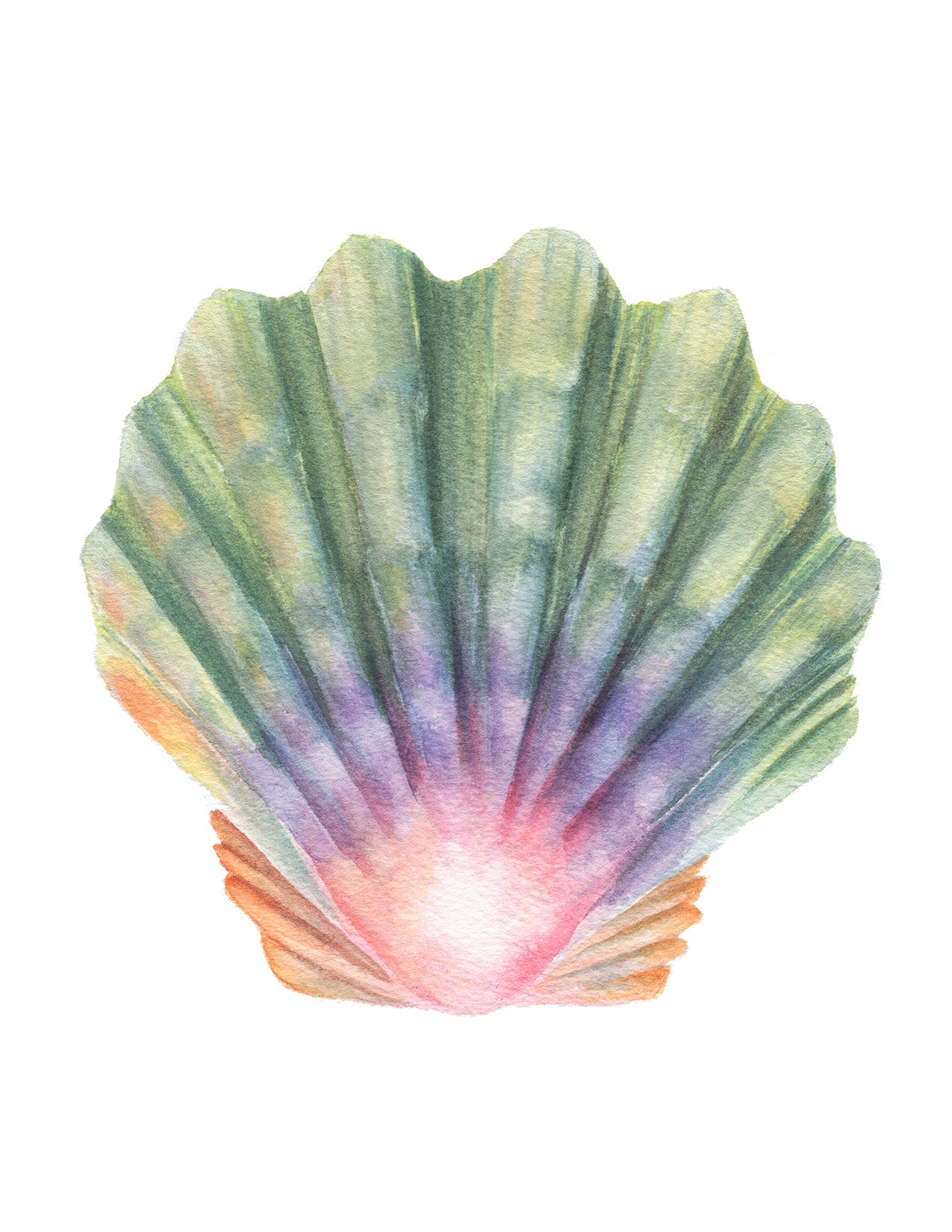 Colorful scallop shell illustration on a white background