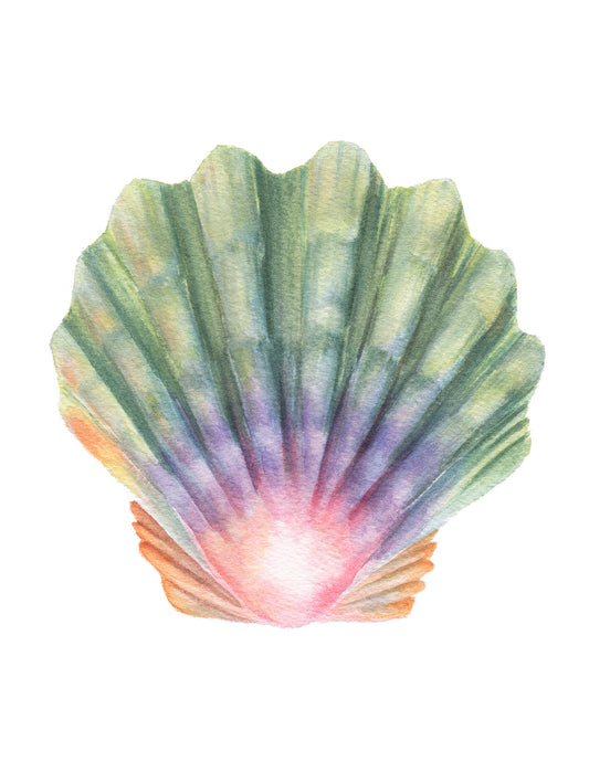 Colorful scallop shell illustration on a white background