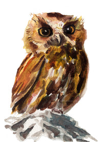 Watercolor painting of an owl on a white background