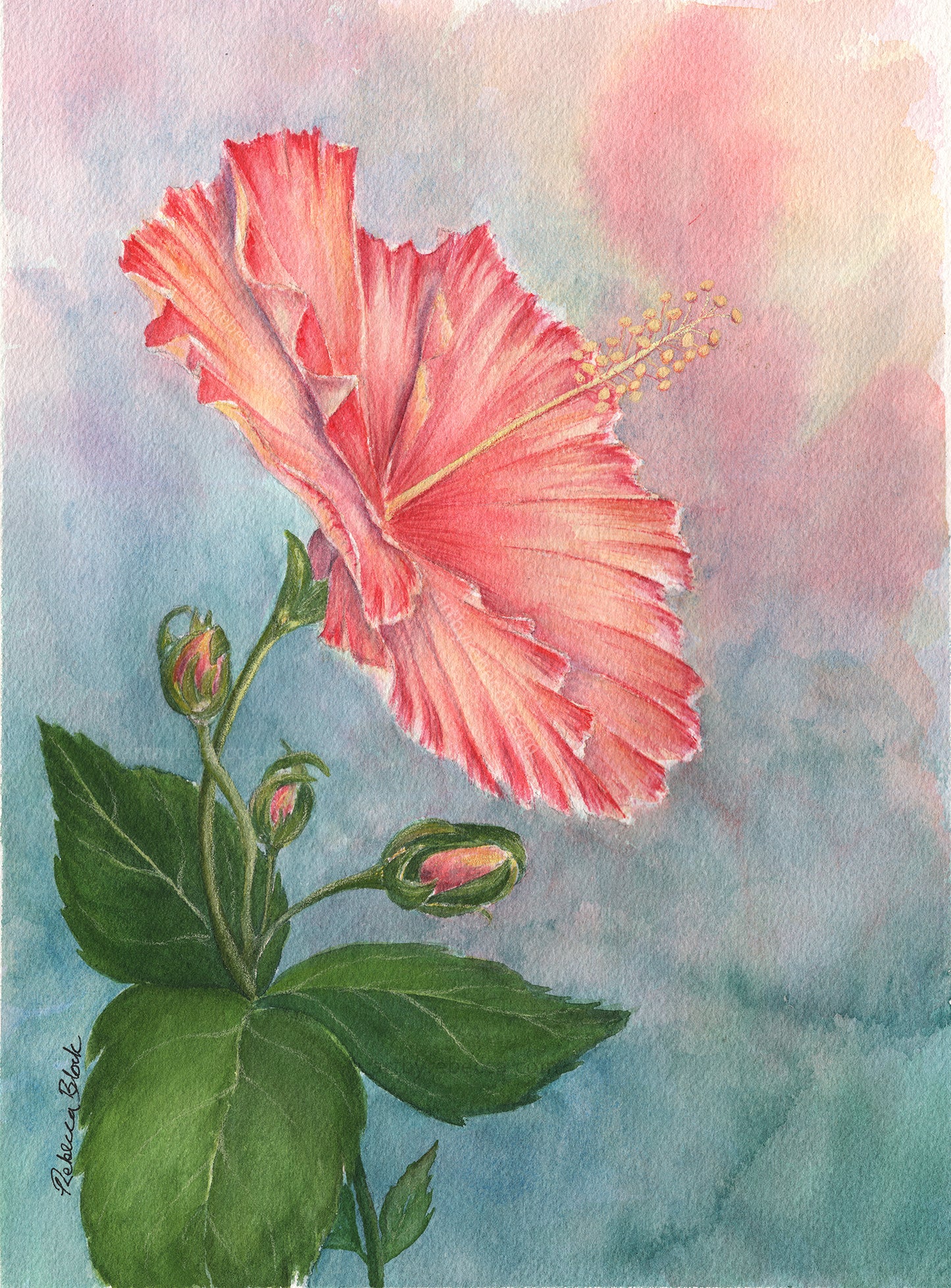 "Soft Hibiscus Morning"