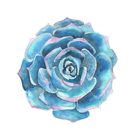 Blue succulent plant on a white background