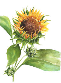 Illustration of a sunflower with a green bud on a white background