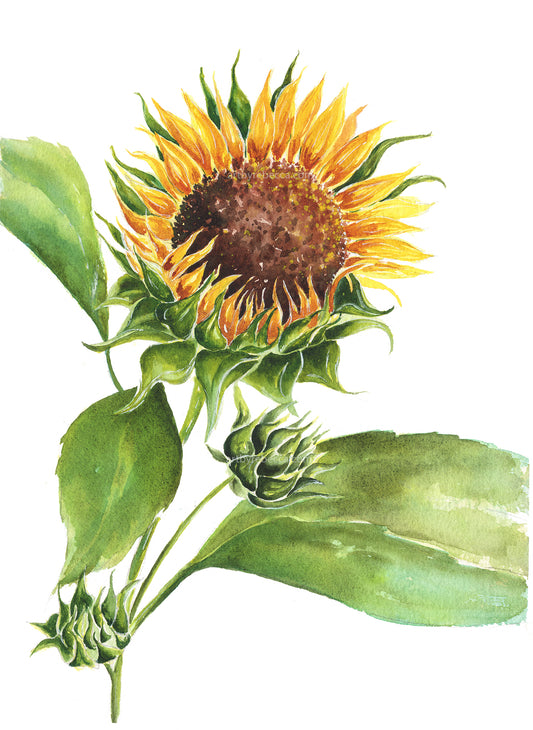 "Sunflower Unfurling"