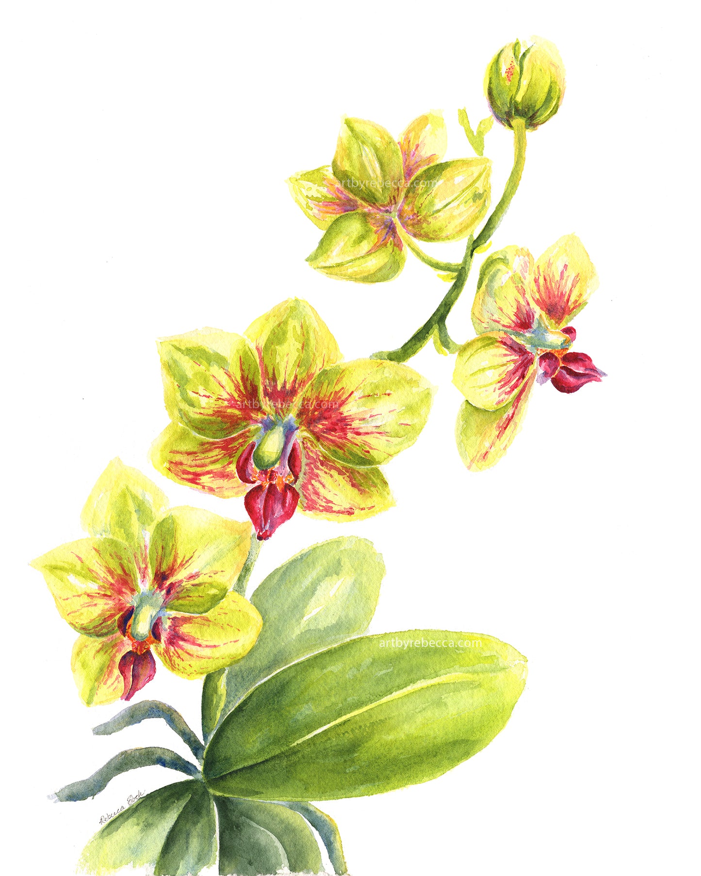 "Yellow and Pink Phaleonopsis Orchid"